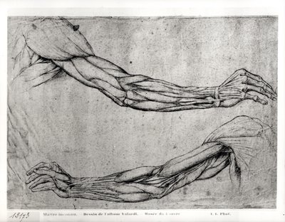 Study of Arms by Leonardo da Vinci